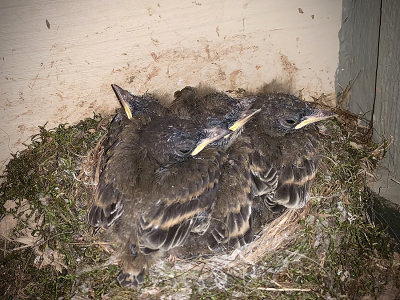 Eastern Phoebe chicks 24 days and near ready to fledge