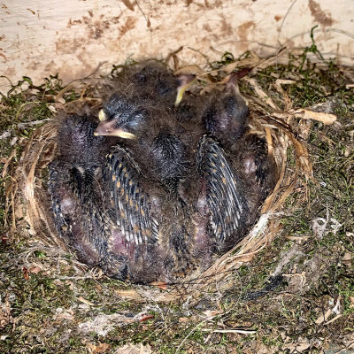 Easter Phoebe Chicks - 20 days