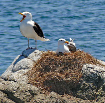 Great Black-backed Gulls