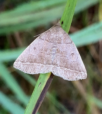 Early Zanclogantha Moth (8351)