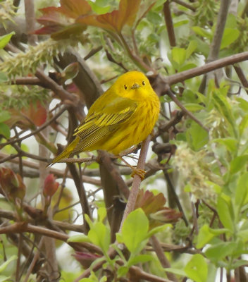 Yellow Warbler