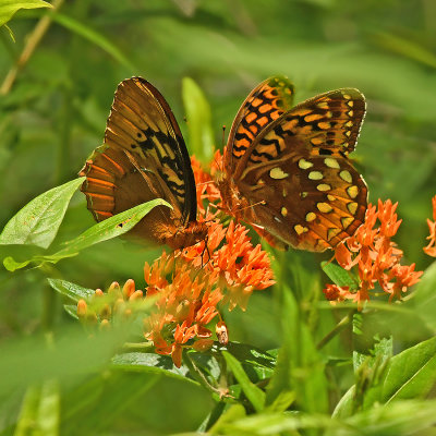 Male Diana and Great Spangled Fritillary 