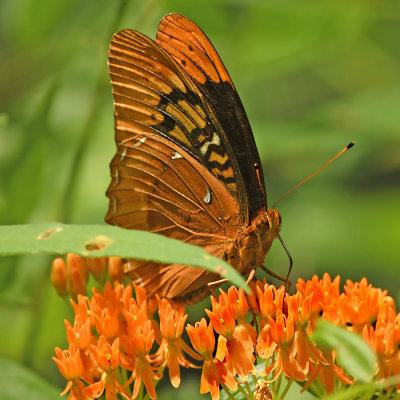 Diana Fritillary Male 