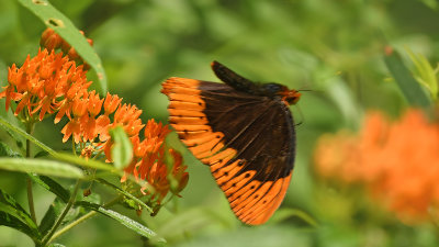 Diana Fritillary Male in Flight