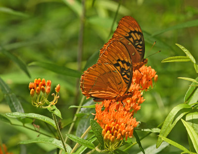 Two Diana Male Fritillaries