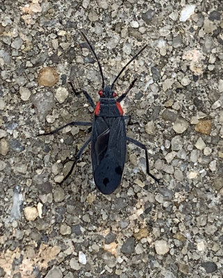Red-shouldered Bug (Adult)