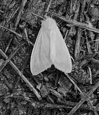 Fall Webworm Moth (8140)