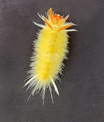 Sycamore Tussock Moth Caterpillar (8204)