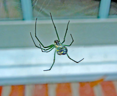 Orchard Spider