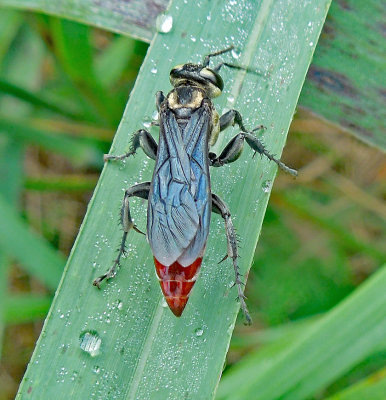 Mole Cricket Hunter