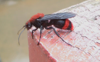 Common Eastern Velvet Ant