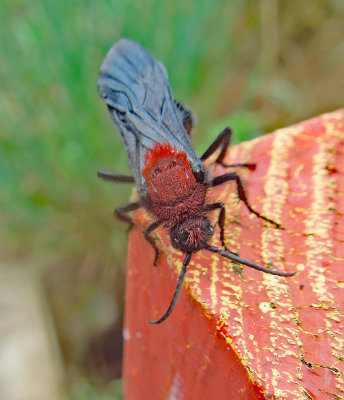 Common Eastern Velvet Ant