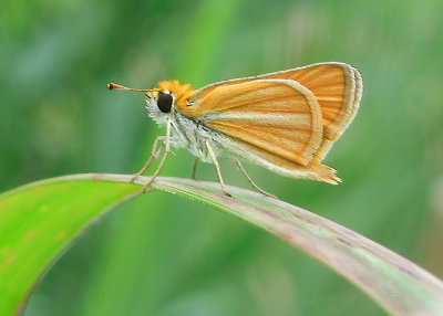 Southern Skipperling 