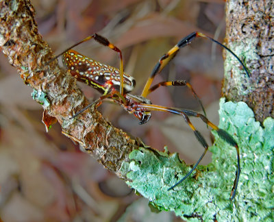 Female