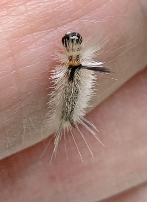 Banded Tussock Moth Caterpillar (8203)