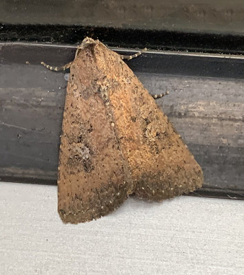 The Cobbler Moth (9699)