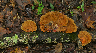 Unidentified Fungus