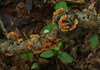 Unidenfied Fungus