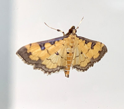 Clidemia Leafroller (5158)