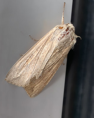 Cattail Caterpillar Moth (9280