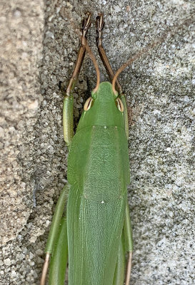 Broad-tipped Conehead