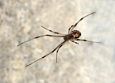 Cobweb Spiders (Family Theridiidae)