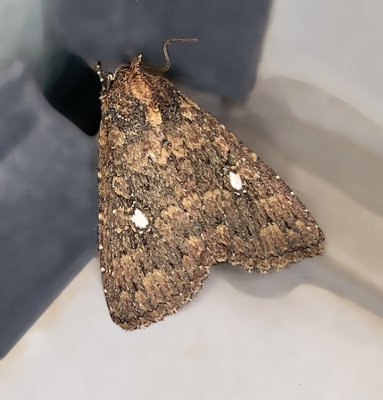 Mobile Groundling Moth (9693)