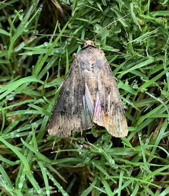 Ipsilon Dart Moth (10663)