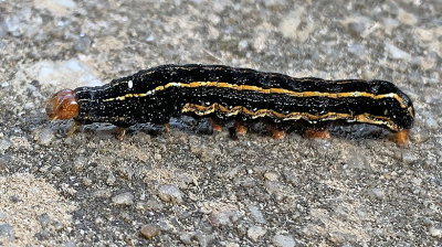 Southern Armyworm Moth Caterpillar (9672)