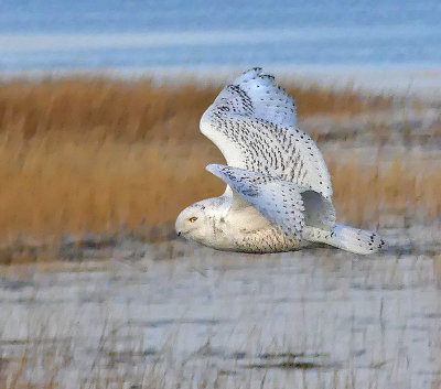 Snowy Owl in Flight 