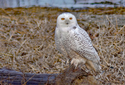 Snowy Owl Sitting Frontal 