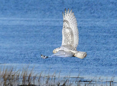 Snowy Owl in Flight Lateral