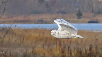 Snowy Owl in Flight (head toward camera)
