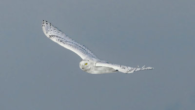 Snowy Owl in Full Flight