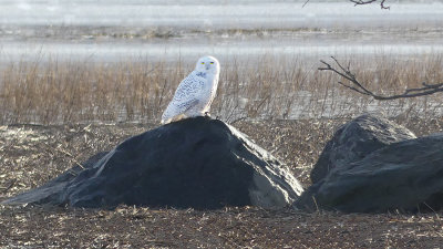 Snowy Owl on Rock