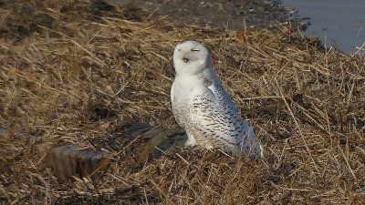 Snowy Owl with Beak Open