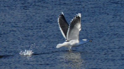 Great Black-backed Gull in Flight