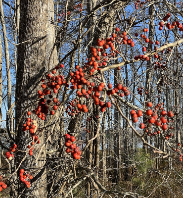 Holly, Winterberry