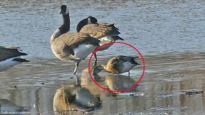 Cackling Goose (Circled in Red)