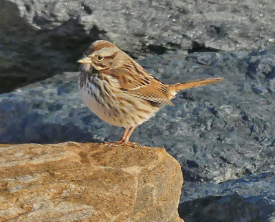 Song Sparrow