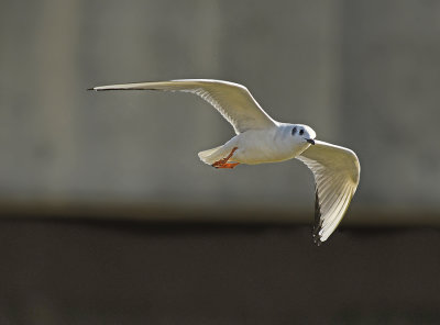 Bonaparte's Gull in Flight