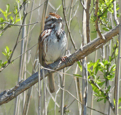 P1390723 Song Sparrow Westport.jpg