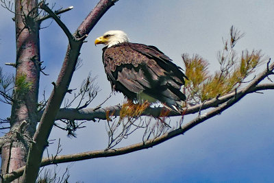 Breeding Adult