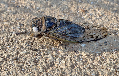 Davis's Southeastern Dog-day Cicada