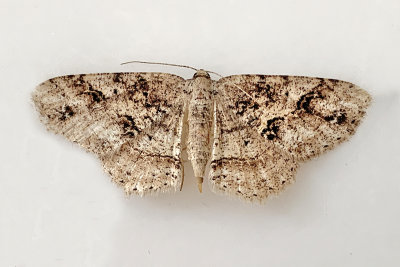 Signate Melanolophia Moth (6621)