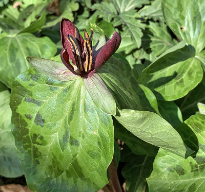 Large Toadshade Trillium