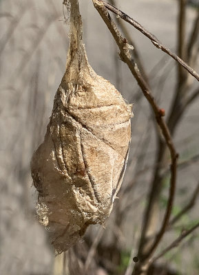 Polyphemus Moth Cocoon (7757)
