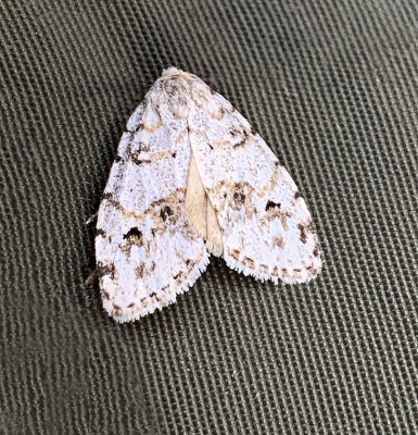 Little White Lichen Moth (8098)