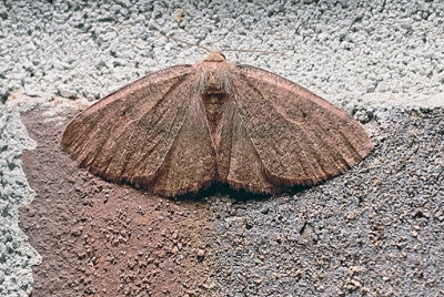 Black-dotted ruddy moth (6711)