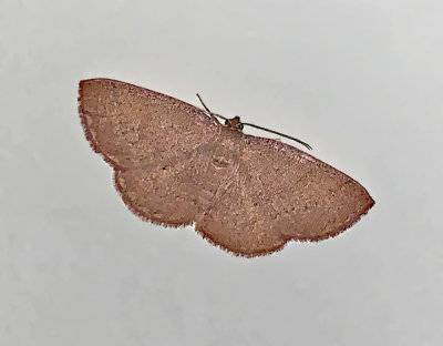Black-dotted Ruddy Moth